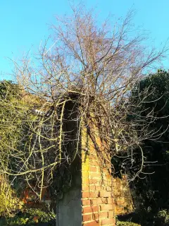 Resti - Ruderi della Antica Parrocchiale a Massazza