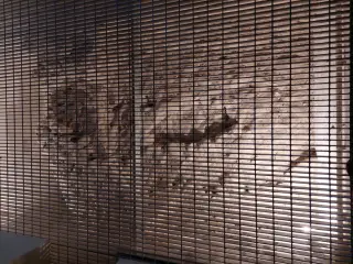 Resti di mutratura sotto la pavimentazione - Priorato di San Biagio a MondovìFrazione San Biagio