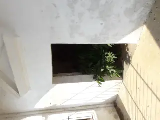 Piante selvatiche infestanti l'interno - Chiesa di San Rocco a Piscina