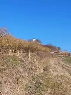 Vista tra i noccioleti - Chiesa di Santa Maria di Aniceto a Corsione