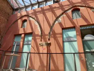 Tracce delle volte - Chiostro di Santa Croce a Casale Monferrato