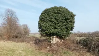 Resti di muratura - Resti Della Cella di San Michele di Dorvezio a Cerrione