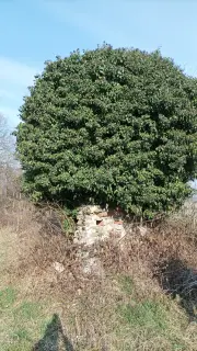 Resti di muratura - Resti Della Cella di San Michele di Dorvezio a Cerrione