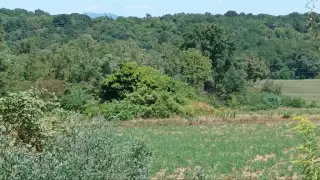 Vista del luogo - Ruderi Della Chiesa di Santa Maria del Muggiano a GatticoFrazione Mugiano